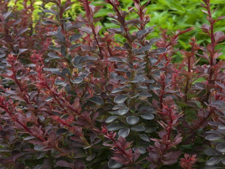 Royal Burgundy Barberry Shrubs Online Hot Sale