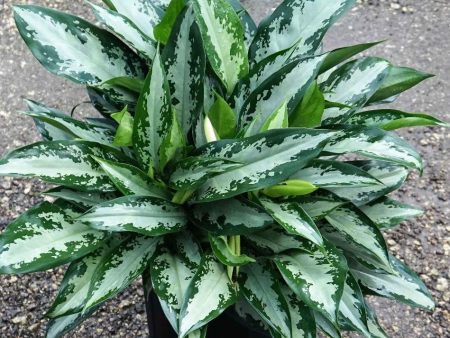 Aglaonema Mystic Marble Plants Online Sale