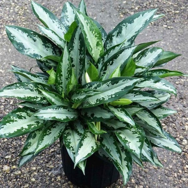 Aglaonema Mystic Marble Plants Online Sale