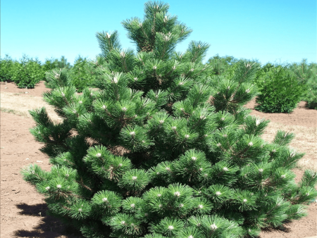 Thunderhead Japanese Black Pine Trees Online now