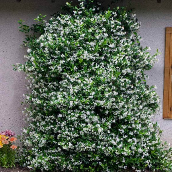 Star Jasmine Cheap