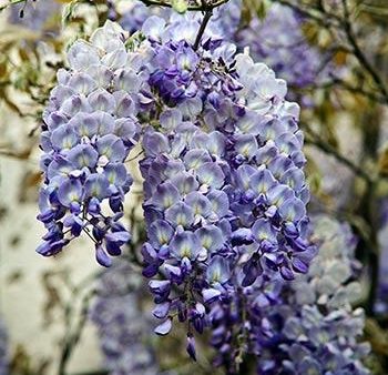 Blue Moon Wisteria Vine Discount