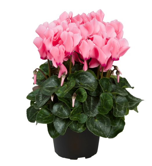 Cyclamen (Red, White, Pink, Purple) Discount