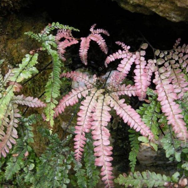 Rosy Maidenhair Fern Plants Fashion