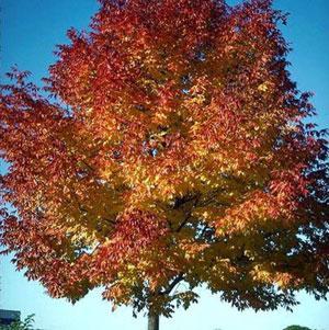 Autumn Purple Ash Tree Cheap