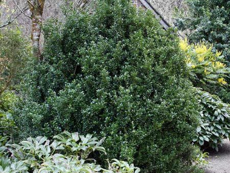 Steeds Japanese Holly Shrub on Sale