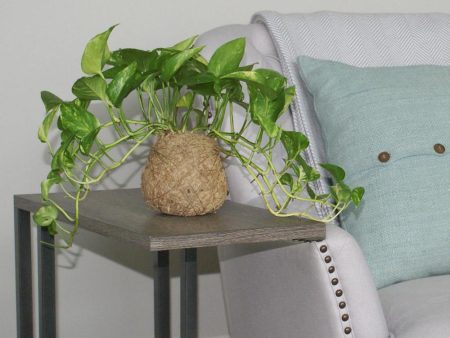 Kokedama Golden Pothos Plant Fashion