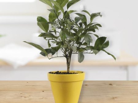 Meyer Lemon Gift Tree Cheap