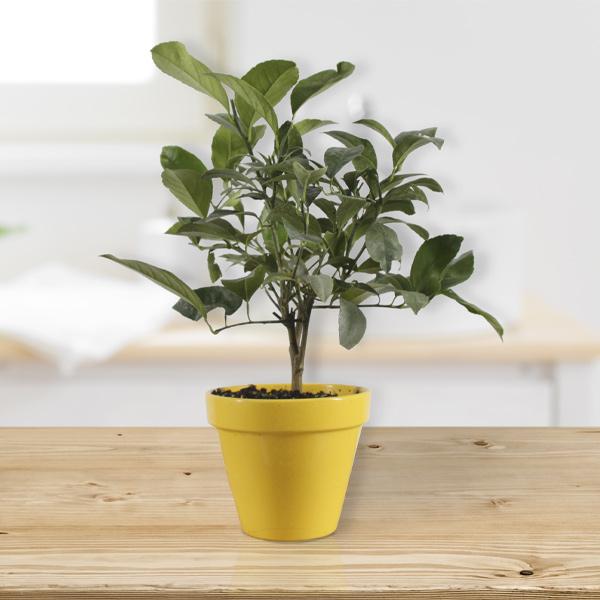 Meyer Lemon Gift Tree Cheap