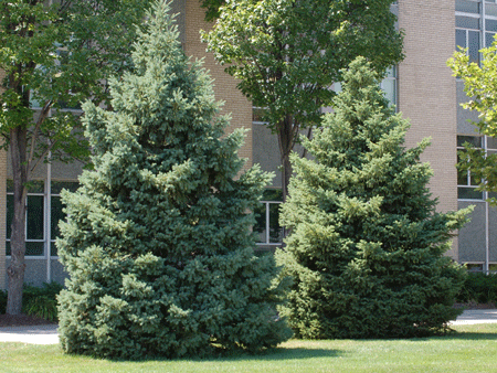 Black Hills Spruce Tree For Sale