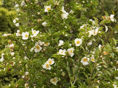 Japanese Stewartia Trees For Sale