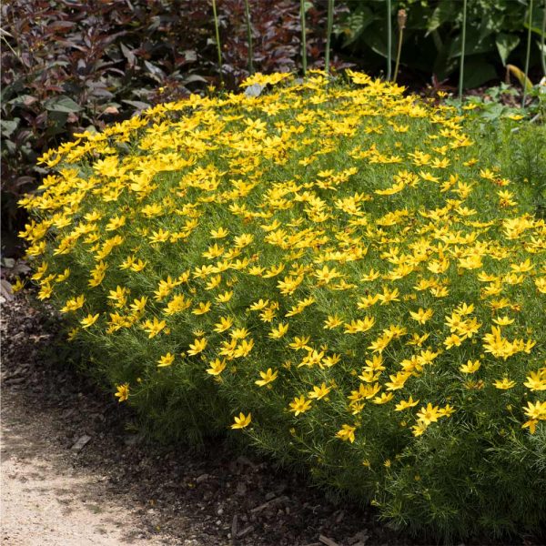 Threadleaf Coreopsis Plant Sale