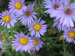 Aster October Skies Online Sale