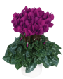 Cyclamen (Red, White, Pink, Purple) Discount