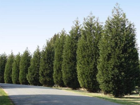 Techny  Cold Hardy Thuja Tree For Cheap