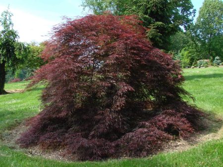 Tamukeyama Japanese Maple Trees on Sale