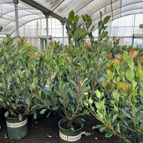 Majestic Beauty Indian Hawthorn Hot on Sale