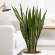 Snake Plant Zeylanica Plants Cheap