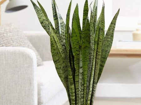 Snake Plant Zeylanica Plants Cheap