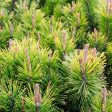 Dwarf Mugo Pine Online Hot Sale