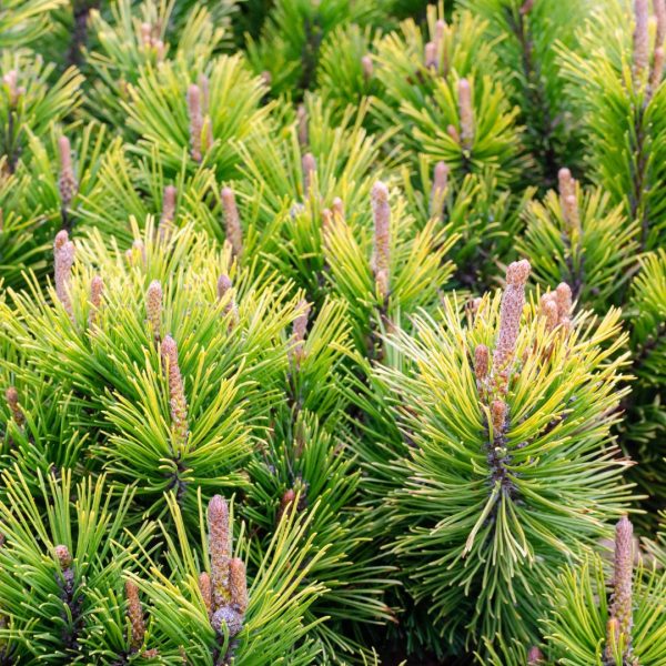 Dwarf Mugo Pine Online Hot Sale