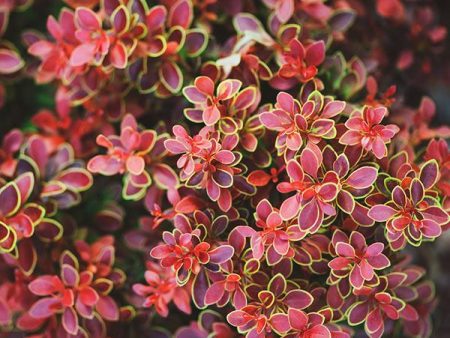 Admiration Barberry Shrub Sale