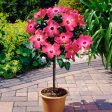 Pink Tropical Hibiscus Tree Online Hot Sale