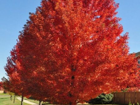 Autumn Blaze Maple Trees Sale