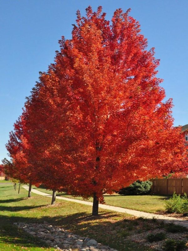 Autumn Blaze Maple Trees Sale