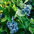 Spartan Blueberry Bush Supply