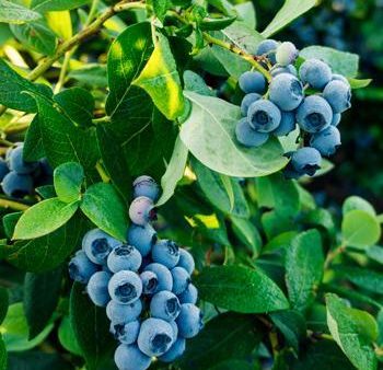 Spartan Blueberry Bush Supply