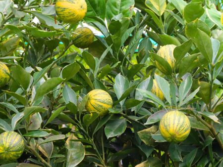 Pink Variegated Eureka Lemon Tree For Cheap