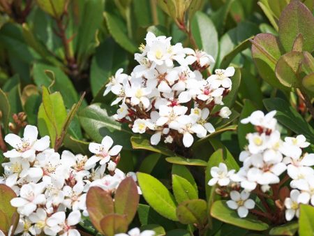 Snow White Indian Hawthorn Shrub on Sale