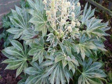 Aralia Fatsia Spiders Web Plants Online now