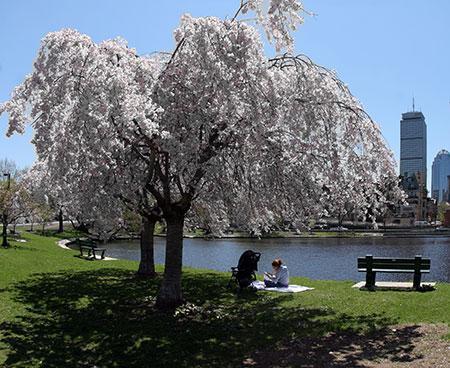 White Weeping Cherry Tree Cheap