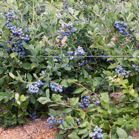 Tifblue Blueberry - USDA Organic Supply