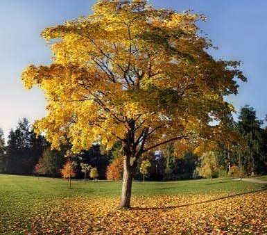 Tulip Poplar Trees Online Sale