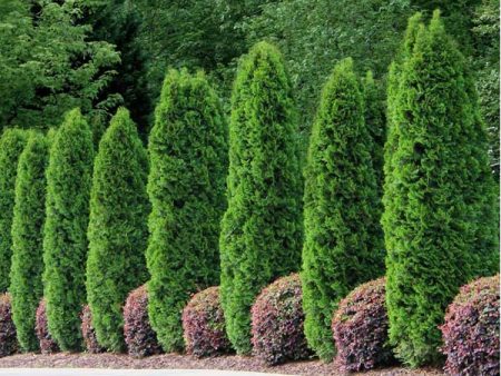 Emerald Green Thuja Tree Fashion