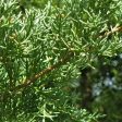 Blue Point Juniper Trees Cheap