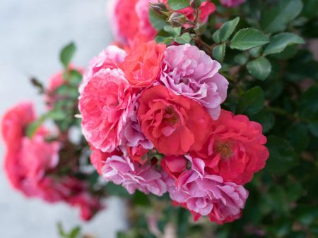 Coral Drift® Rose Online