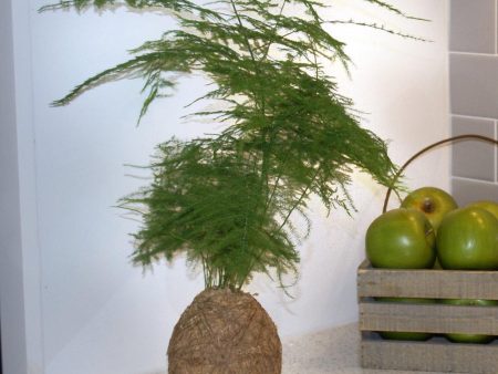 Kokedama Asparagus Fern Plant Fashion