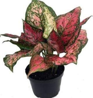 Red Aglaonema Houseplants Discount