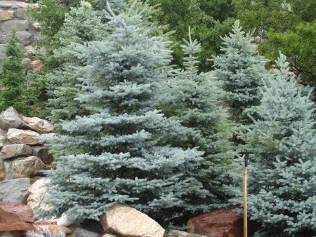 Baby Blue Spruce Trees Cheap