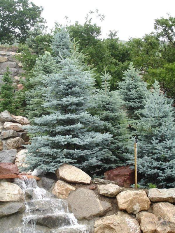 Baby Blue Spruce Trees Cheap