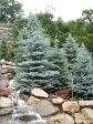 Baby Blue Spruce Trees Cheap