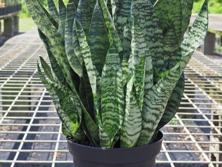 Snake Plant Frozen Online Hot Sale