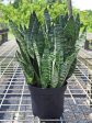 Snake Plant Frozen Online Hot Sale