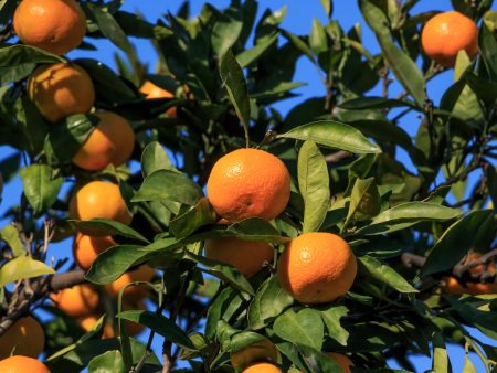 Orange Frost Satsuma Tree Cheap