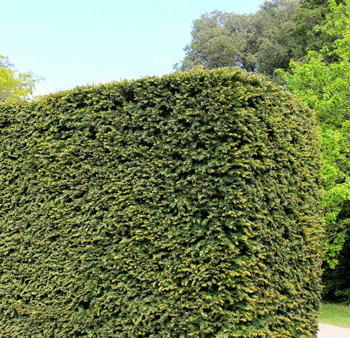 Yew Podocarpus Tree Supply