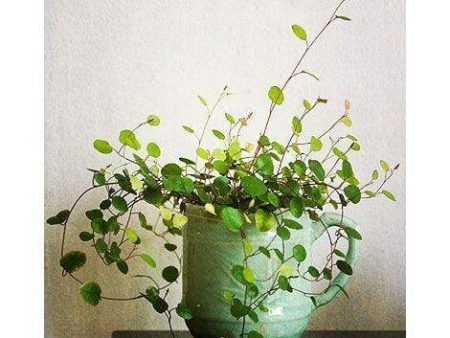 Wire Vine Plants Cheap